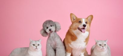 Animaux