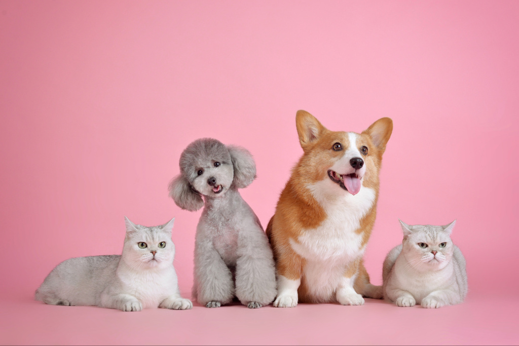 Animaux